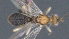  ( - CCDB-28473-F05)  @11 [ ] CreativeCommons - Attribution (2023) Michael Sharkey Centre for Biodiversity Genomics