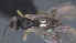  ( - CCDB-28473-F07)  @11 [ ] CreativeCommons - Attribution (2023) Michael Sharkey Centre for Biodiversity Genomics