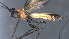  (Digonogastra Malaise6841 - CCDB-28473-H01)  @11 [ ] CreativeCommons - Attribution (2023) Michael Sharkey Centre for Biodiversity Genomics