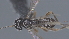  ( - CCDB-28474-A05)  @11 [ ] CreativeCommons - Attribution (2023) Michael Sharkey Centre for Biodiversity Genomics