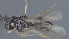  ( - CCDB-28474-A06)  @11 [ ] CreativeCommons - Attribution (2023) Michael Sharkey Centre for Biodiversity Genomics