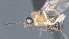  ( - CCDB-28474-B05)  @11 [ ] CreativeCommons - Attribution (2023) Michael Sharkey Centre for Biodiversity Genomics