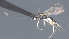  ( - CCDB-28474-B11)  @11 [ ] CreativeCommons - Attribution (2023) Michael Sharkey Centre for Biodiversity Genomics