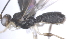  ( - CCDB-28474-B12)  @11 [ ] CreativeCommons - Attribution (2023) Michael Sharkey Centre for Biodiversity Genomics