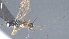  ( - CCDB-28474-C02)  @11 [ ] CreativeCommons - Attribution (2023) Michael Sharkey Centre for Biodiversity Genomics