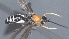  ( - CCDB-28474-C07)  @11 [ ] CreativeCommons - Attribution (2023) Michael Sharkey Centre for Biodiversity Genomics