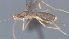  ( - CCDB-28474-D02)  @11 [ ] CreativeCommons - Attribution (2023) Michael Sharkey Centre for Biodiversity Genomics
