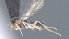  ( - CCDB-28474-D03)  @11 [ ] CreativeCommons - Attribution (2023) Michael Sharkey Centre for Biodiversity Genomics