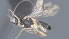  ( - CCDB-28474-D04)  @11 [ ] CreativeCommons - Attribution (2023) Michael Sharkey Centre for Biodiversity Genomics