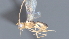  ( - CCDB-28474-D06)  @11 [ ] CreativeCommons - Attribution (2023) Michael Sharkey Centre for Biodiversity Genomics