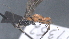  (Alabagrus Malaise7860 - CCDB-28474-E11)  @11 [ ] CreativeCommons - Attribution (2023) Michael Sharkey Centre for Biodiversity Genomics