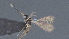  (Dinotrema Malaise3202 - CCDB-28474-F11)  @11 [ ] CreativeCommons - Attribution (2023) Michael Sharkey Centre for Biodiversity Genomics