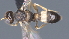  (Acanthorhogas - CCDB-28474-G09)  @11 [ ] CreativeCommons - Attribution (2023) Michael Sharkey Centre for Biodiversity Genomics