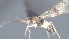  ( - CCDB-28474-H01)  @11 [ ] CreativeCommons - Attribution (2023) Michael Sharkey Centre for Biodiversity Genomics