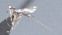  ( - CCDB-28474-H06)  @11 [ ] CreativeCommons - Attribution (2023) Michael Sharkey Centre for Biodiversity Genomics