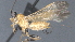  ( - CCDB-28474-H10)  @11 [ ] CreativeCommons - Attribution (2023) Michael Sharkey Centre for Biodiversity Genomics