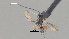  ( - CCDB-38207-A07)  @11 [ ] CreativeCommons - Attribution (2023) Michael Sharkey Centre for Biodiversity Genomics