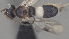  ( - CCDB-38207-B07)  @11 [ ] CreativeCommons - Attribution (2023) Michael Sharkey Centre for Biodiversity Genomics