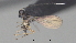  ( - CCDB-38207-C07)  @11 [ ] CreativeCommons - Attribution (2023) Michael Sharkey Centre for Biodiversity Genomics