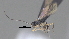  ( - CCDB-38207-G01)  @11 [ ] CreativeCommons - Attribution (2023) Michael Sharkey Centre for Biodiversity Genomics