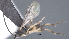  ( - CCDB-46554-H08)  @11 [ ] CreativeCommons - Attribution (2023) Michael Sharkey Centre for Biodiversity Genomics