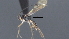  ( - CCDB-46555-B02)  @11 [ ] CreativeCommons - Attribution (2023) Michael Sharkey Centre for Biodiversity Genomics