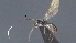  ( - CCDB-46555-C02)  @11 [ ] CreativeCommons - Attribution (2023) Michael Sharkey Centre for Biodiversity Genomics