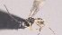  ( - CCDB-46555-E08)  @11 [ ] CreativeCommons - Attribution (2023) Michael Sharkey Centre for Biodiversity Genomics