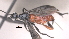  (Alabagrus bernardoespinozai - CCDB-46555-F07)  @11 [ ] CreativeCommons - Attribution (2023) Michael Sharkey Centre for Biodiversity Genomics