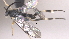  ( - CCDB-46555-F12)  @11 [ ] CreativeCommons - Attribution (2023) Michael Sharkey Centre for Biodiversity Genomics