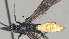  ( - CCDB-46555-H03)  @11 [ ] CreativeCommons - Attribution (2023) Michael Sharkey Centre for Biodiversity Genomics