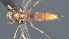  (Triraphis Malaise3145 - CCDB-46556-E10)  @11 [ ] CreativeCommons - Attribution (2023) Michael Sharkey Centre for Biodiversity Genomics