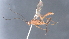 (Aleiodes Malaise8712 - CCDB-46556-G04)  @11 [ ] CreativeCommons - Attribution (2023) Michael Sharkey Centre for Biodiversity Genomics