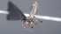  ( - CCDB-46556-G08)  @11 [ ] CreativeCommons - Attribution (2023) Michael Sharkey Centre for Biodiversity Genomics