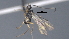  ( - CCDB-46556-G10)  @11 [ ] CreativeCommons - Attribution (2023) Michael Sharkey Centre for Biodiversity Genomics