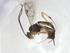  (Mesochorus Malaise7242 - CCDB-28460-B03)  @11 [ ] CreativeCommons - Attribution Share - Alike (2023) Centre for Biodiversity Genomics Centre for Biodiversity Genomics