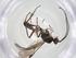  (Meteorus Malaise4911 - CCDB-28460-B11)  @11 [ ] CreativeCommons - Attribution Share - Alike (2023) Centre for Biodiversity Genomics Centre for Biodiversity Genomics