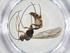  (Mesochorus Malaise0483 - CCDB-28461-C10)  @11 [ ] CreativeCommons - Attribution Share - Alike (2023) Centre for Biodiversity Genomics Centre for Biodiversity Genomics