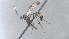  ( - CCDB-28465-B07)  @11 [ ] CreativeCommons - Attribution (2023) Michael Sharkey Centre for Biodiversity Genomics