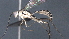  ( - CCDB-46556-D01)  @11 [ ] CreativeCommons - Attribution (2023) Michael Sharkey Centre for Biodiversity Genomics