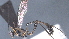  ( - CCDB-46556-D05)  @11 [ ] CreativeCommons - Attribution (2023) Michael Sharkey Centre for Biodiversity Genomics