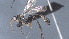 ( - CCDB-46556-D07)  @11 [ ] CreativeCommons - Attribution (2023) Michael Sharkey Centre for Biodiversity Genomics