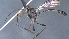  ( - CCDB-46556-D11)  @11 [ ] CreativeCommons - Attribution (2023) Michael Sharkey Centre for Biodiversity Genomics