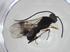  (Ascogaster Malaise6846 - CCDB-46557-C11)  @11 [ ] CreativeCommons - Attribution Share - Alike (2023) Centre for Biodiversity Genomics Centre for Biodiversity Genomics