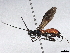  (Liobracon sp. AZR-2005 - BIOUG63947-B05)  @11 [ ] CreativeCommons - Attribution (2022) CBG Photography Group Centre for Biodiversity Genomics