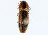 ( - BIOUG76530-B04)  @11 [ ] CreativeCommons - Attribution (2022) CBG Photography Group Centre for Biodiversity Genomics