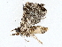  ( - BIOUG76530-E04)  @11 [ ] CreativeCommons - Attribution (2022) CBG Photography Group Centre for Biodiversity Genomics