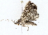 ( - BIOUG76531-E04)  @11 [ ] CreativeCommons - Attribution (2022) CBG Photography Group Centre for Biodiversity Genomics