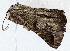  ( - BIOUG76531-E10)  @11 [ ] CreativeCommons - Attribution (2022) CBG Photography Group Centre for Biodiversity Genomics