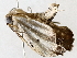  ( - BIOUG76531-H11)  @11 [ ] CreativeCommons - Attribution (2022) CBG Photography Group Centre for Biodiversity Genomics